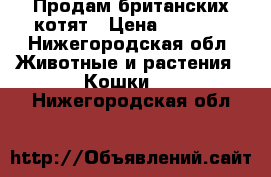 Продам британских котят › Цена ­ 1 500 - Нижегородская обл. Животные и растения » Кошки   . Нижегородская обл.